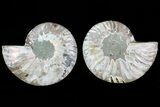 Cut & Polished Ammonite Fossil - Agatized #78384-1